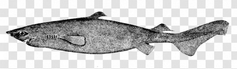 Squaliform Sharks Portuguese Dogfish Dusky Smooth-hound Black Spiny - Isurus Oxyrinchus Transparent PNG