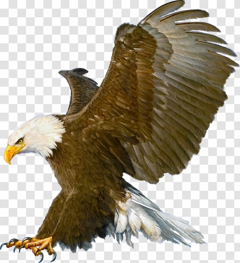 Bald Eagle Drawing - Bird Of Prey Transparent PNG