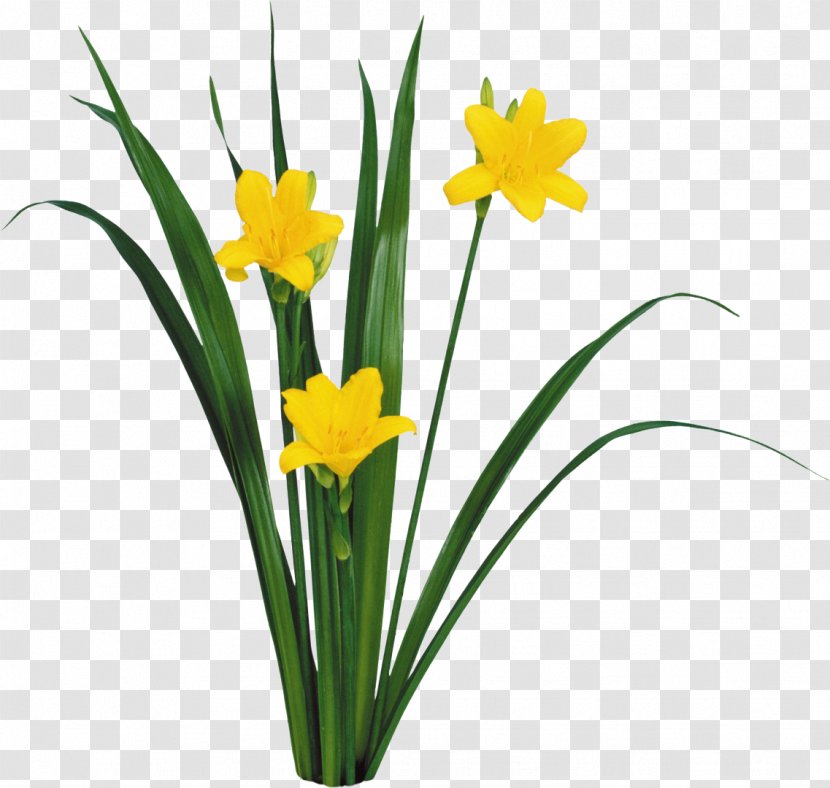 Animation Easter Clip Art - Floristry - Narcissus Transparent PNG