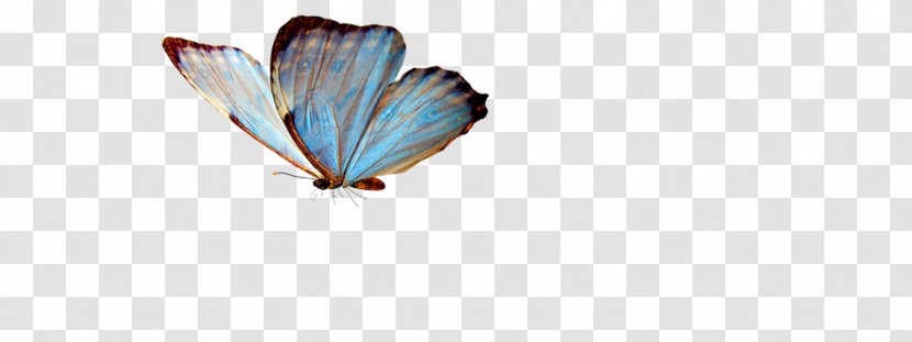 Butterfly Greta Oto Clip Art - Photoscape Transparent PNG