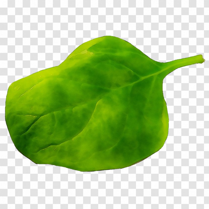Leaf - Arum Family - Flower Transparent PNG
