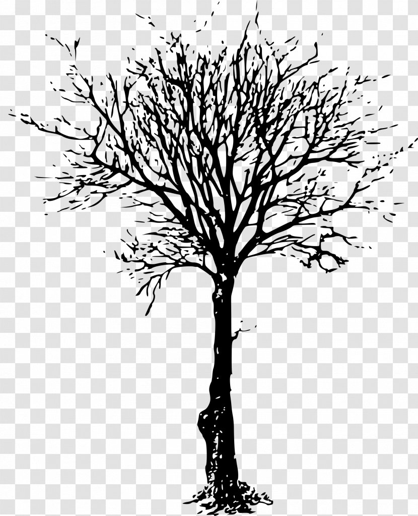 Tree Branch Drawing Clip Art - Plant - Dead Transparent PNG