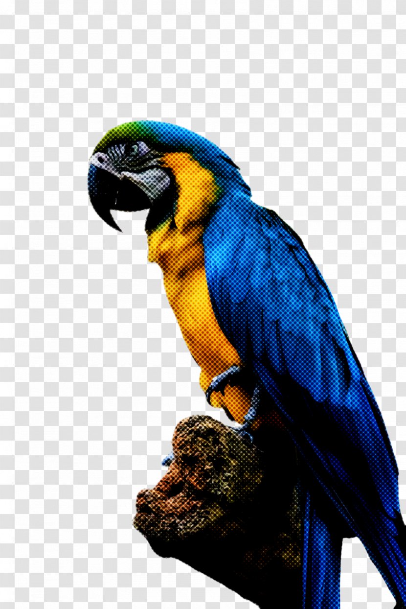 Feather - Pet - Macaws Animal Transparent PNG