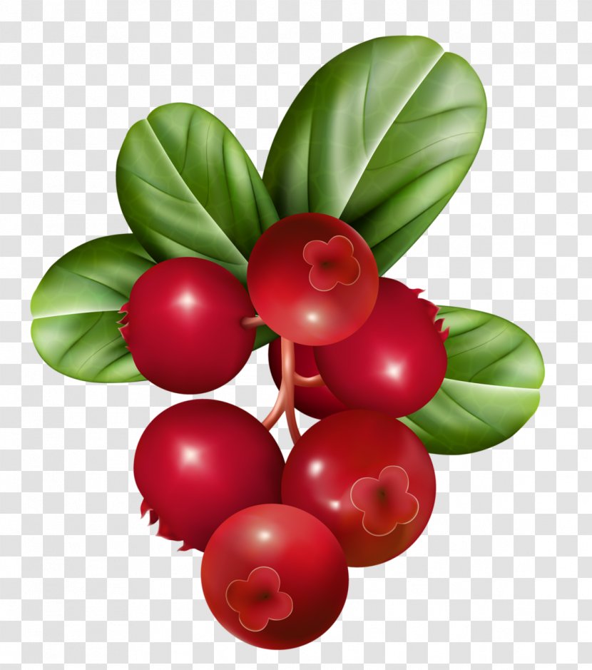 Vector Graphics Berries Fruit Illustration Raspberry - Cranberry Transparent PNG