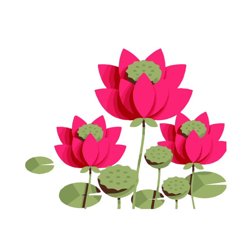 Nelumbo Nucifera Paper Drawing Clip Art - Proteales - Design Transparent PNG