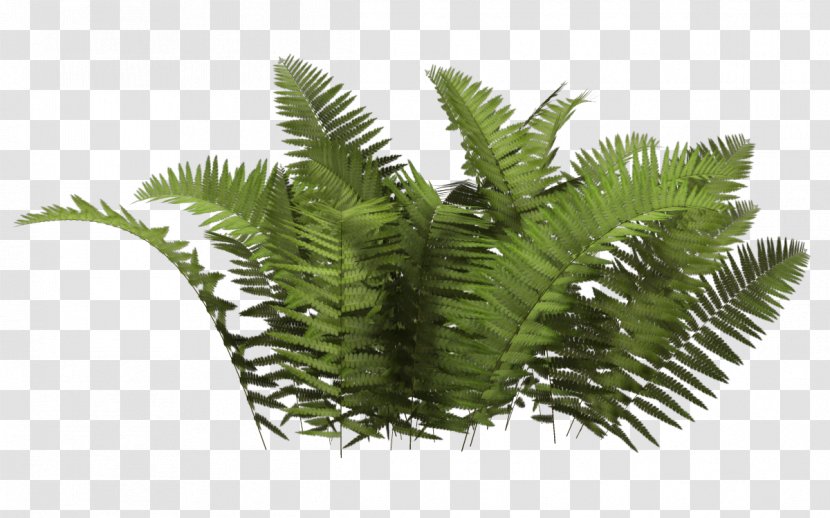 Shrub Plant Clip Art - Ferns And Horsetails - Fern Transparent PNG