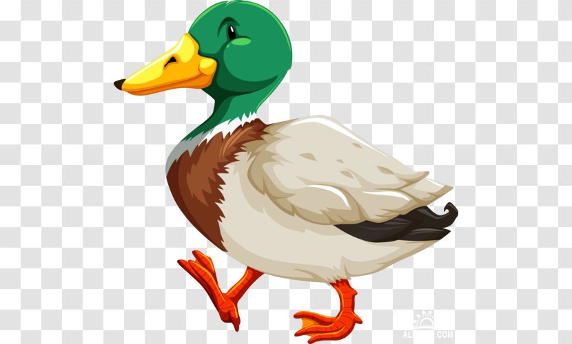 Duck Mallard Royalty-free - Fauna Transparent PNG