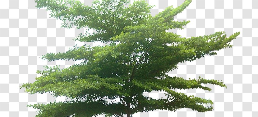 Tree Information Bucida - Plant - Gambar Pohon Transparent PNG
