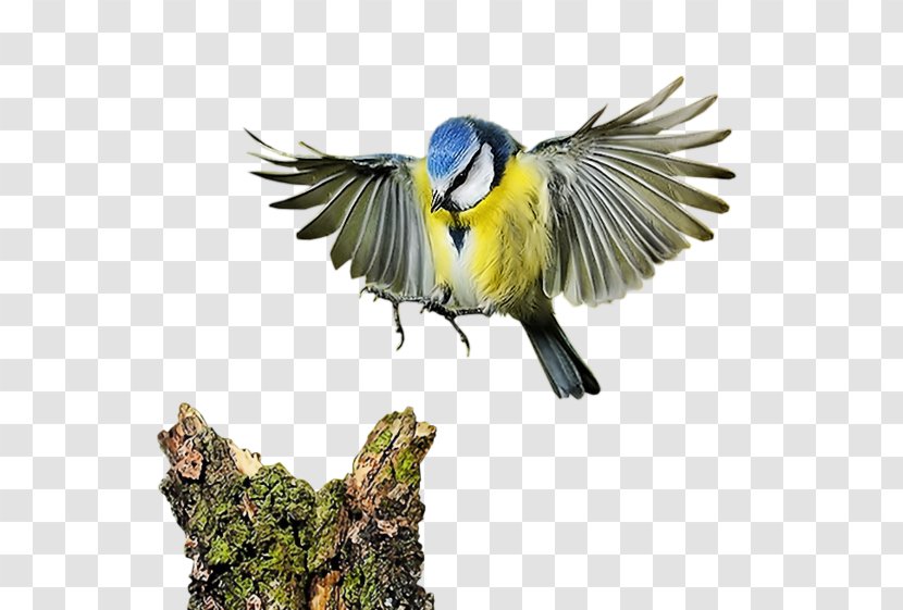 Bird Computer Software Clip Art - Animation - Flying The Transparent PNG
