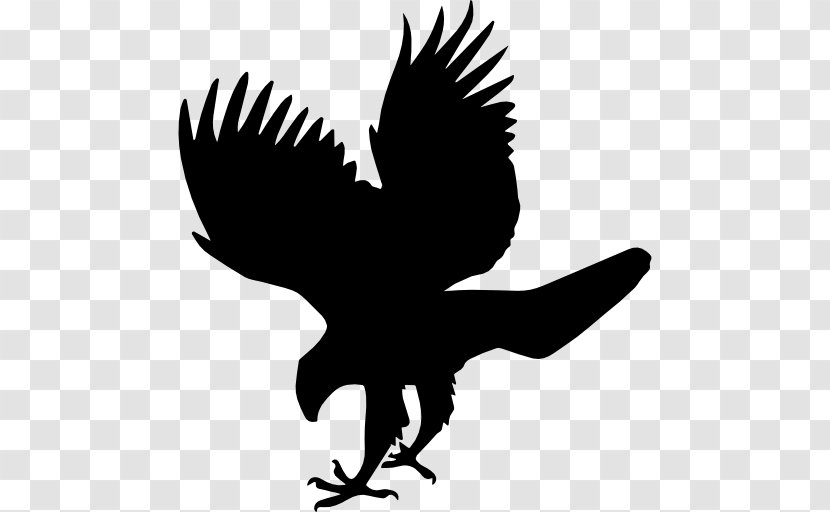 Bird Hawk Eagle - Falcon Transparent PNG