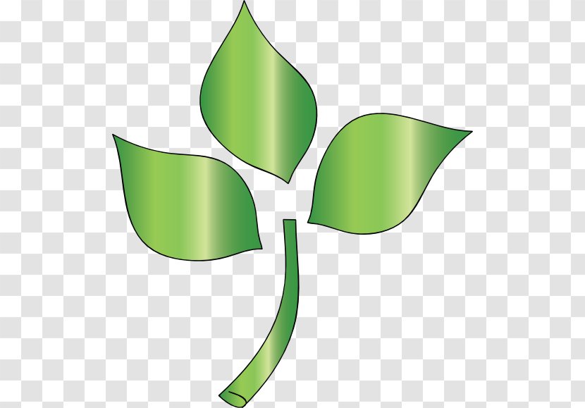 Leaf Tree Branch Plant Stem Clip Art - Symbol Transparent PNG