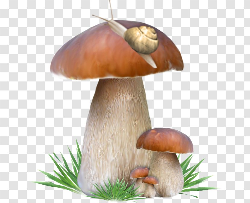 Penny Bun Mushroom - Pleurotus Eryngii - Snail On Mushrooms Transparent PNG