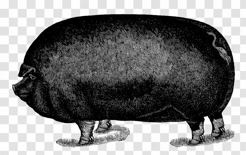 Pig Royalty-free Clip Art - Fauna - Digital Illustration Transparent PNG