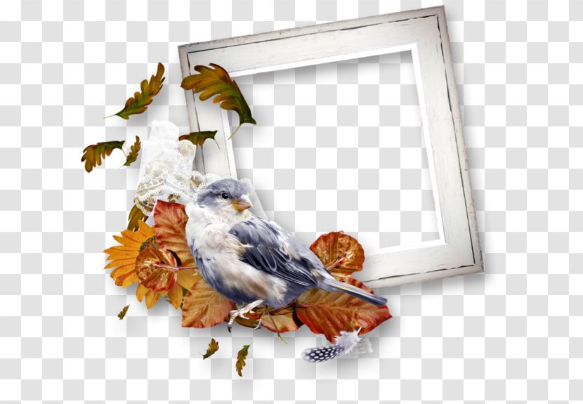 Image Picture Frames Clip Art Birthday - Computer Network - Autumn Frame Transparent PNG