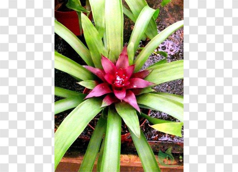 Bromelia Antiacantha Garden Ibitinga Cubatão Terrestrial Plant - Grass Transparent PNG