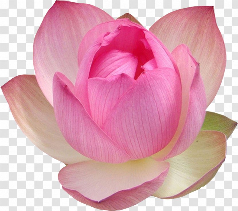 Nelumbo Nucifera Water Lily Clip Art - Cut Flowers - Lotus Transparent PNG