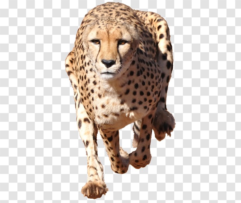 Cheetah Stock Photography Illustration Leopard Cat - Chester Transparent Transparent PNG