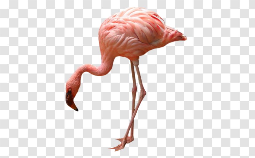 Greater Flamingo Bird Flamingos - Animal - Drawing Transparent PNG