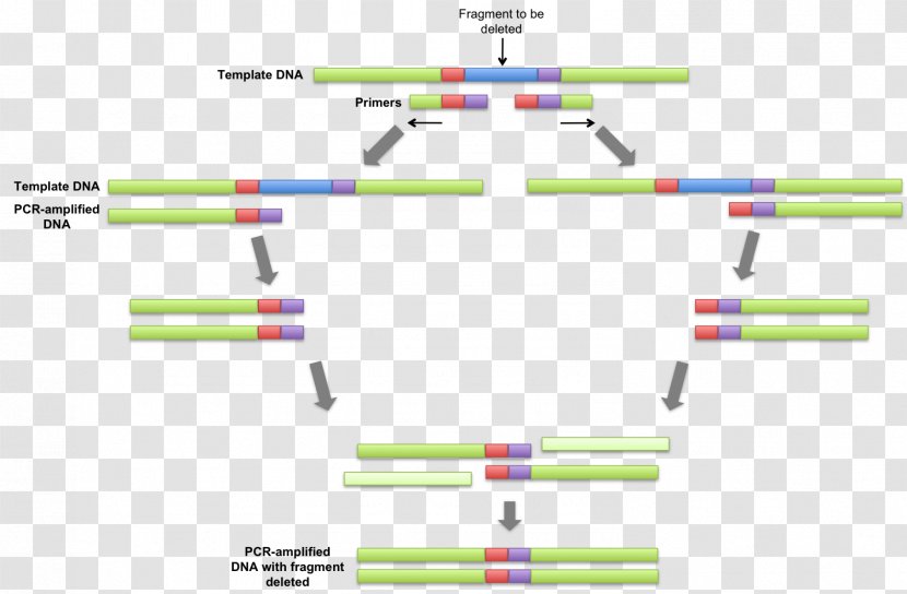 Overlap Extension Polymerase Chain Reaction Primer DNA - Amplifikacija Transparent PNG