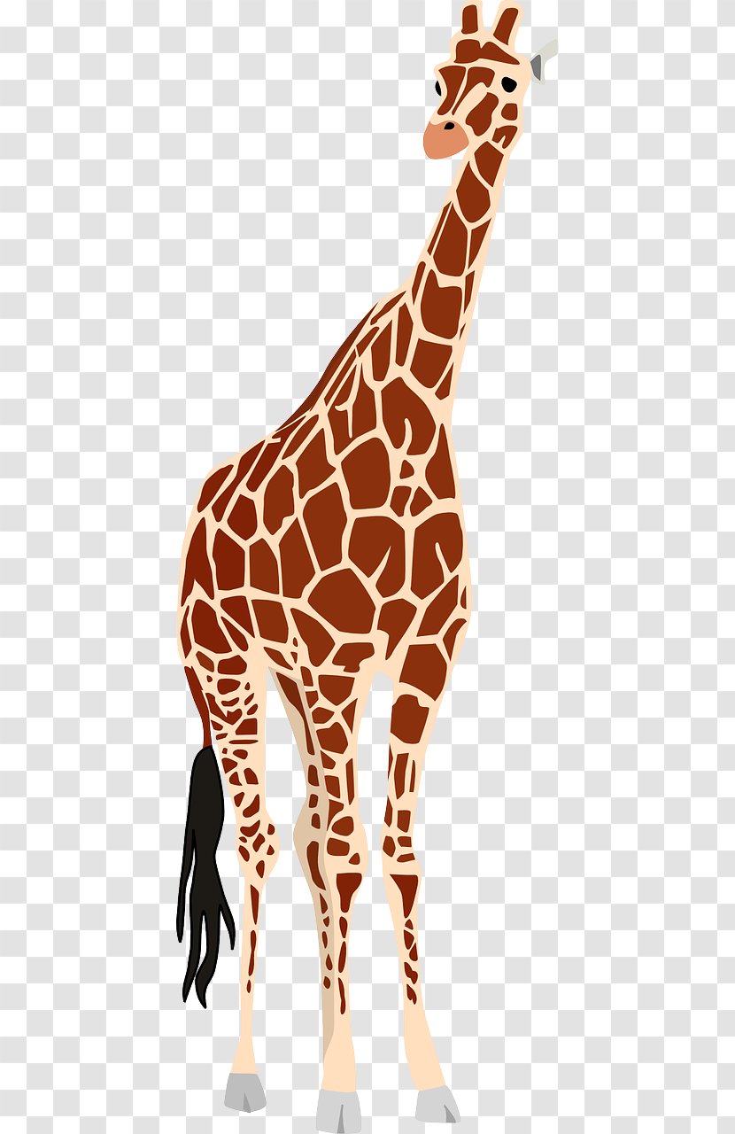 Giraffe Clip Art - Stockxchng - Tall Transparent PNG