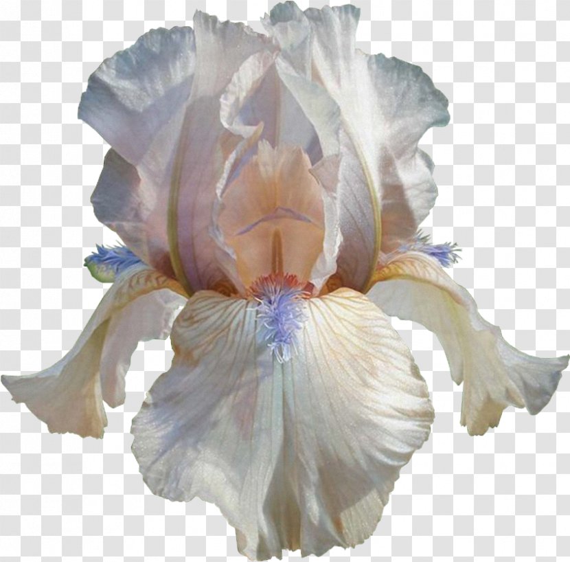 Cut Flowers Petal - Iris - Family Transparent PNG