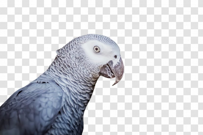 Bird Cage - Parrot - Budgie Organism Transparent PNG