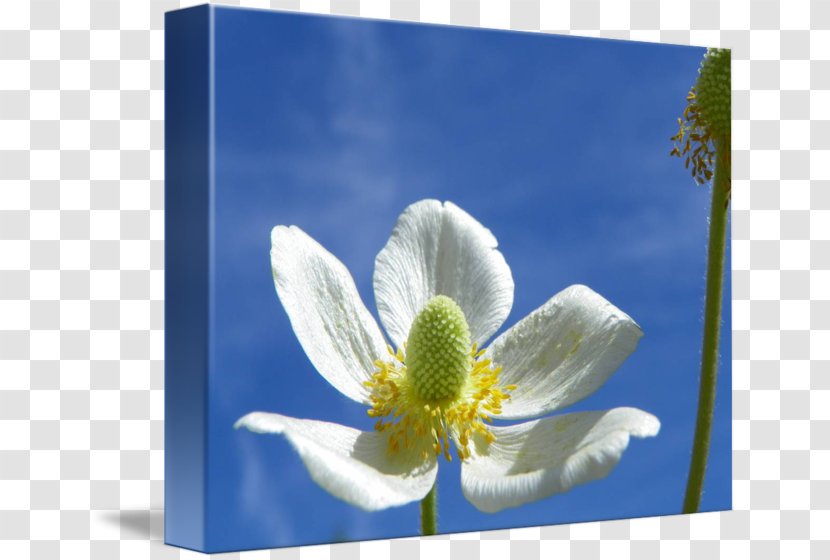 Sea Anemone Wildflower Sky Plc - Flora Transparent PNG