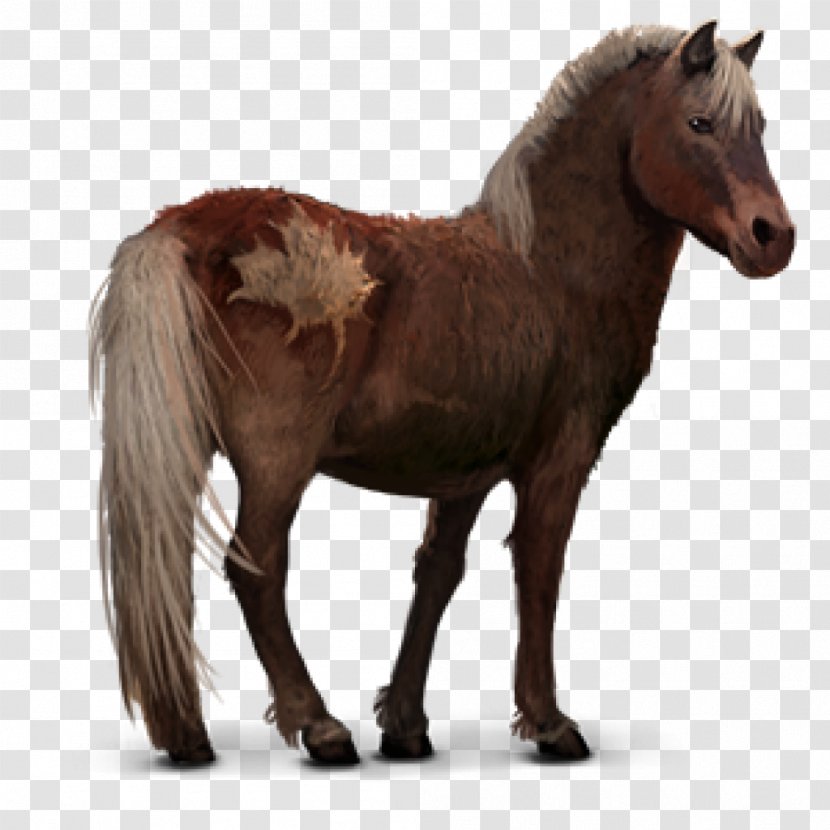 Sable Island Horse Barb Pony Howrse Mustang Transparent PNG