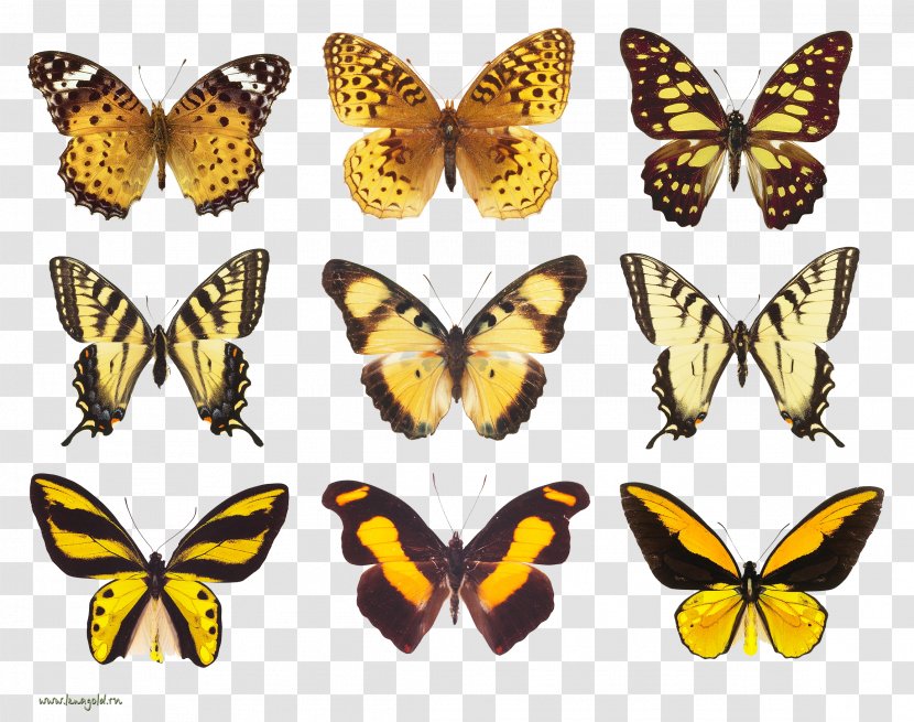 Monarch Butterfly Pieridae Moth Flight - Artikel Transparent PNG