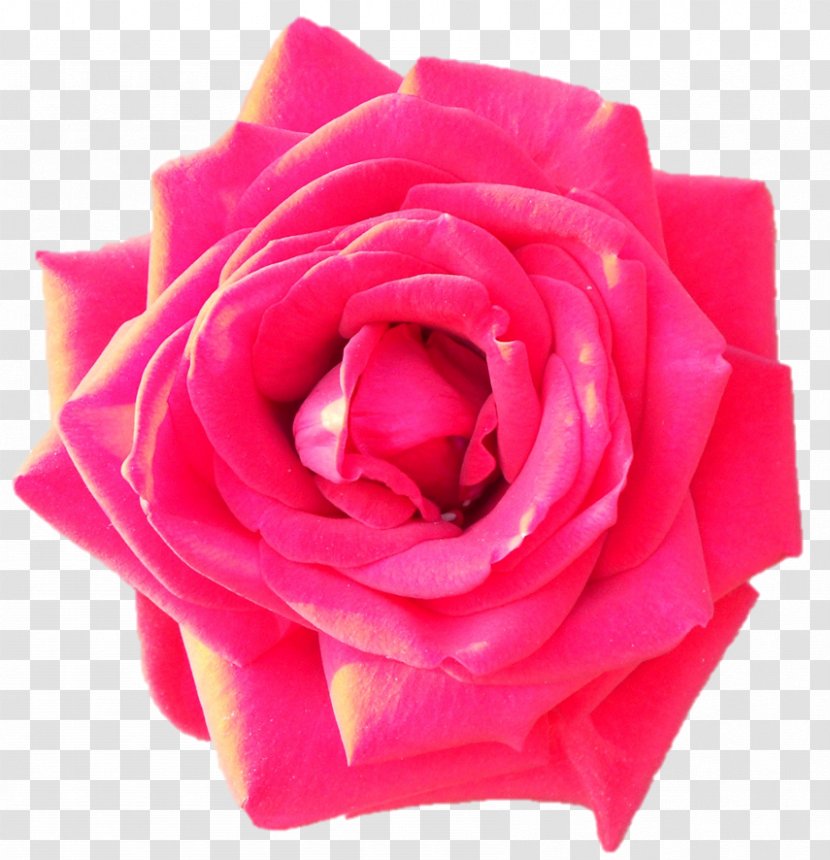 Garden Roses Cabbage Rose Floribunda Cut Flowers Petal - Magenta - Sri Sarada Devi Textiles Transparent PNG
