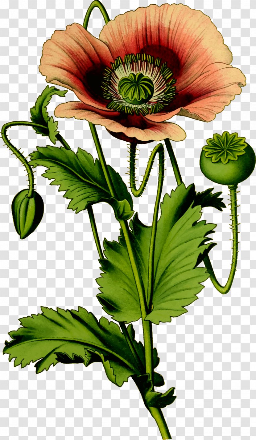 Opium Poppy Plant Common - Stem Transparent PNG