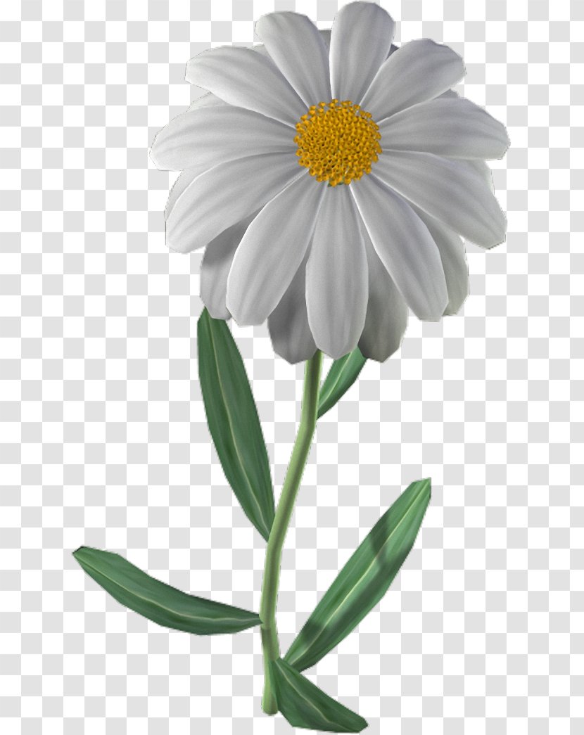Common Daisy Oxeye Chrysanthemum ×grandiflorum Chamomile Family Transparent PNG