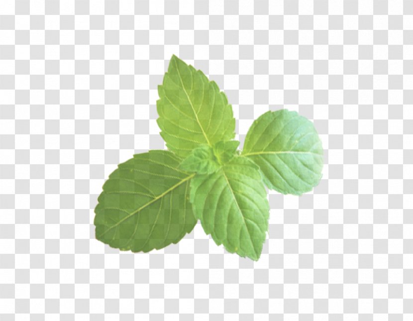 Leaf Plant Flower Mint Herb - Peppermint Jiaogulan Transparent PNG