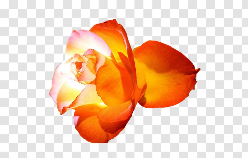 Garden Roses Desktop Wallpaper Flower - Rose Order Transparent PNG