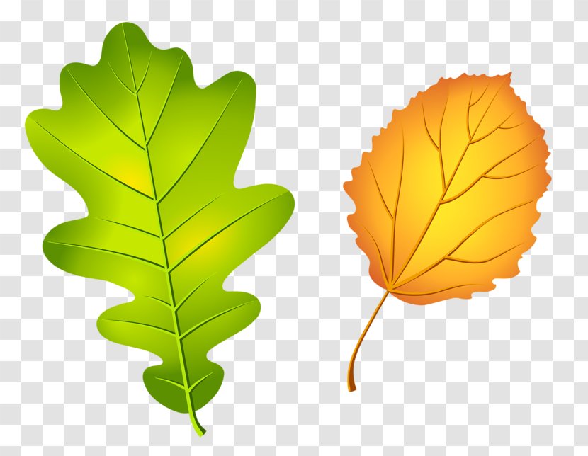 Oak Leaf Cluster Acorn Tree - Drawing - Autumn Leaves Transparent PNG