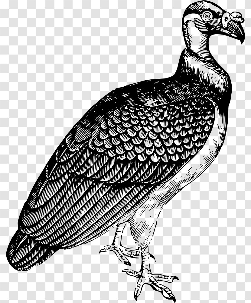Turkey Vulture Drawing King Clip Art - Monochrome - Parrot Transparent PNG
