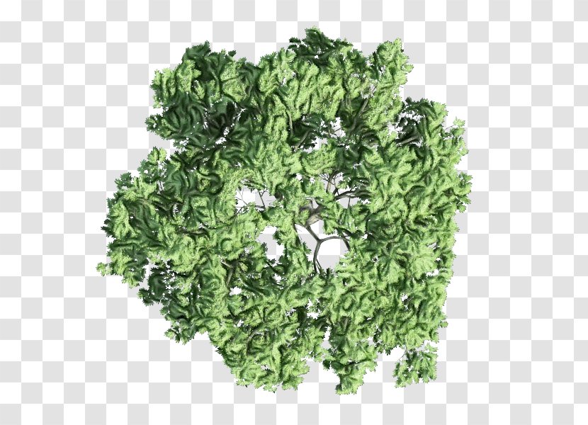 Summer Flower Background - Ivy - Vegetable Transparent PNG
