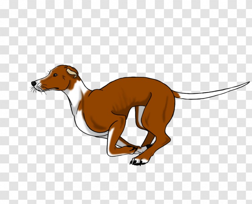 Whippet Italian Greyhound Azawakh Spanish - Crossbreed - Dog Transparent PNG