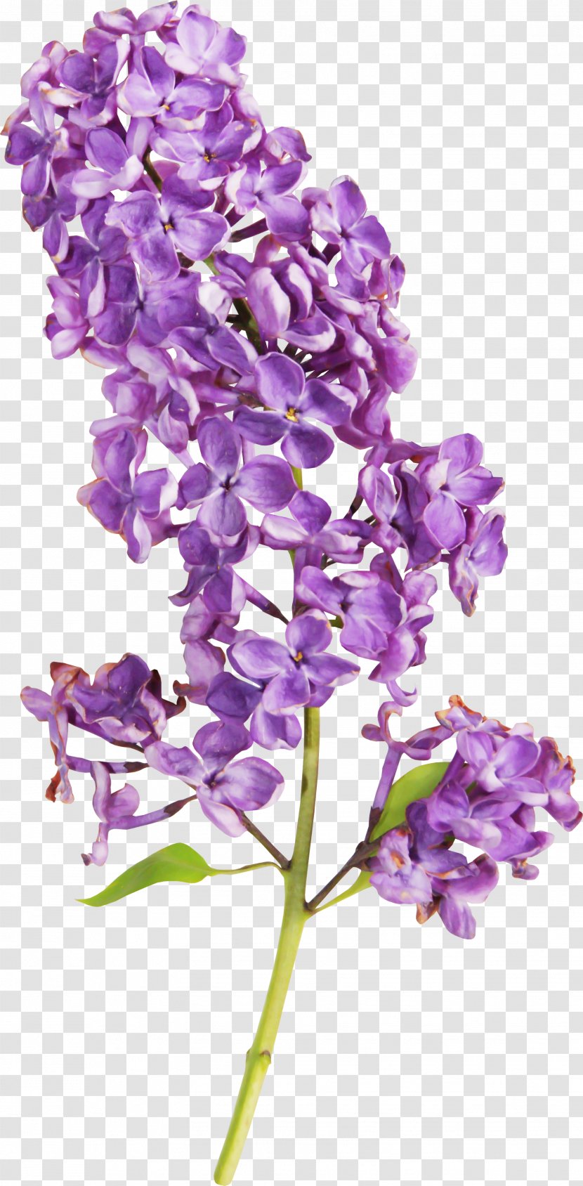 Flower Lilac Garden Roses - Violet - Watercolor Purple Transparent PNG