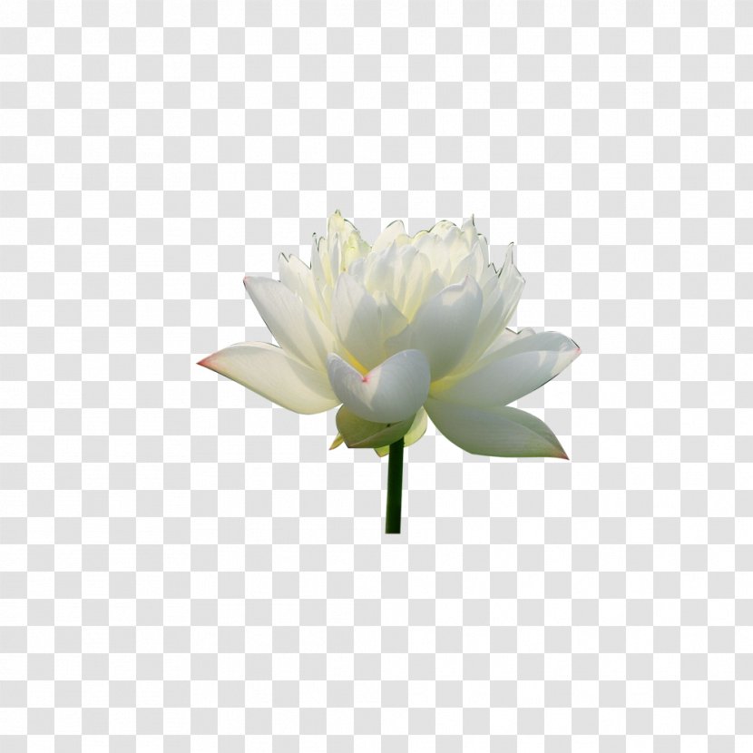 Pygmy Water-lily Petal Nelumbo Nucifera Download - Lotus Creative Transparent PNG
