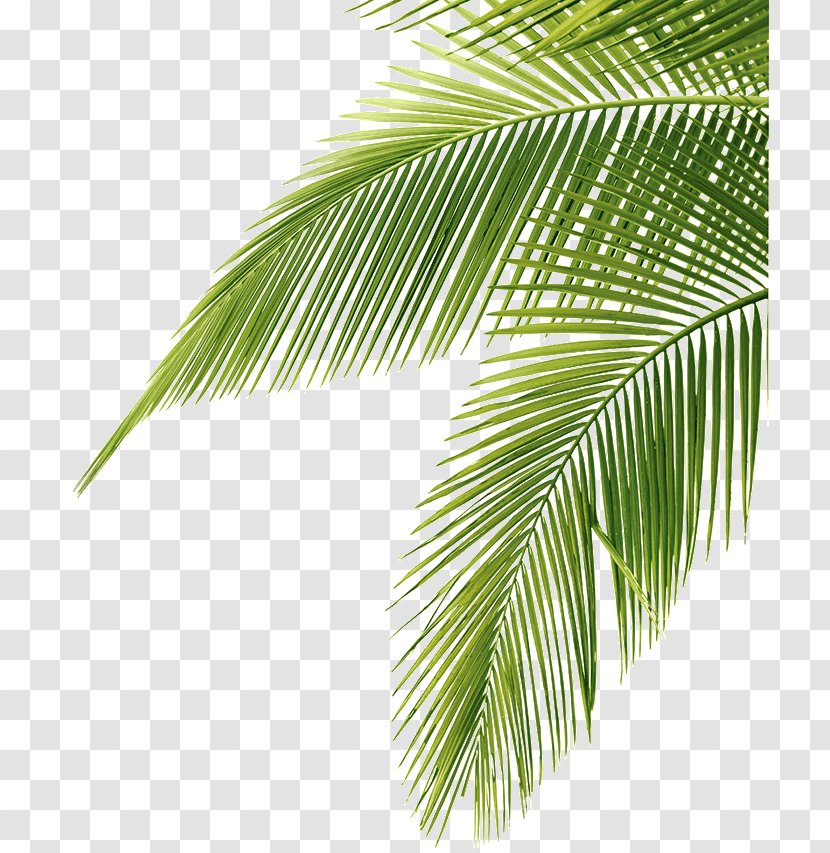 Arecaceae Leaf Coconut Clip Art - Frond Transparent PNG