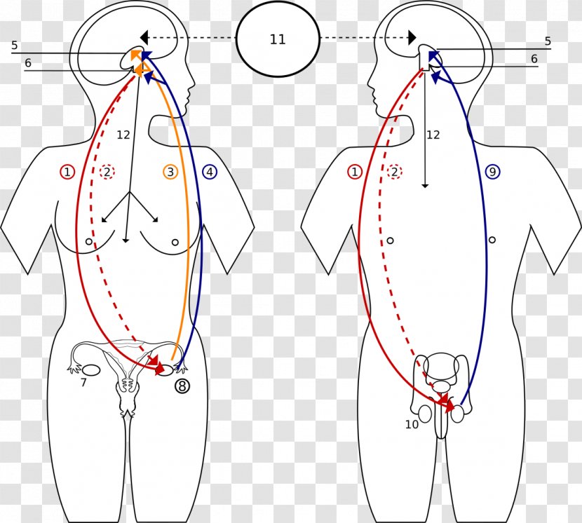 Hormone Endocrine System Reproductive Function Male - Cartoon - Glands Transparent PNG