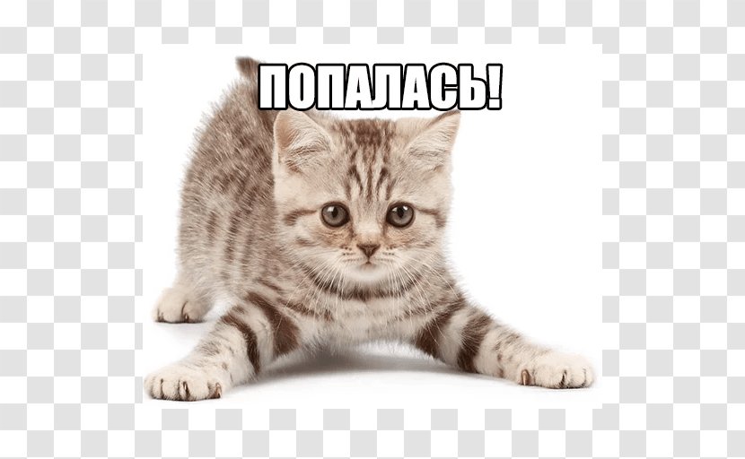 Kitten Dog Siamese Cat Popular Names Pet Sitting - European Shorthair Transparent PNG