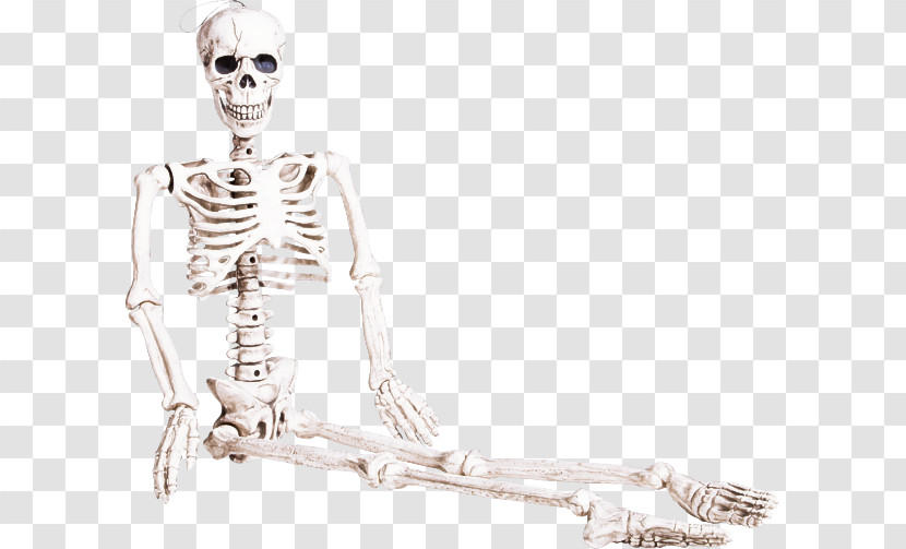 Skeleton Human Sitting Human Body Anatomy Transparent PNG