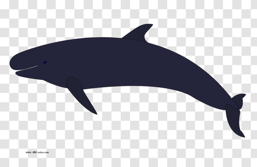 Killer Whale Cetacea Humpback Clip Art - Number 8 Cliparts Whales Transparent PNG