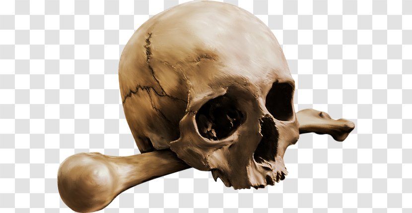 Human Skull Calavera Bone Skeleton - Crossbones Transparent PNG