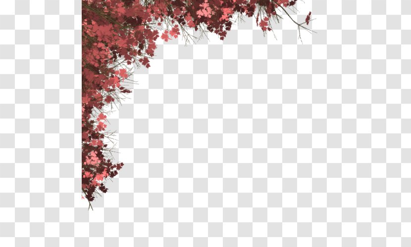 Red Maple Tree - Leaf - Blossom Flower Transparent PNG