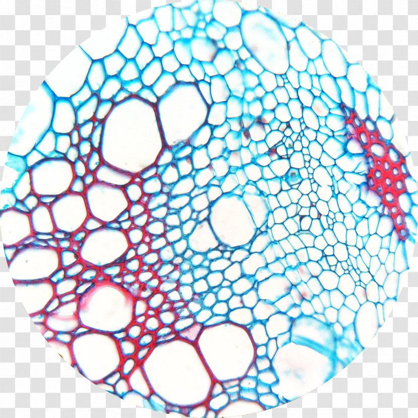 Xylem Inc. Phloem Dicotyledon Stoma - Root - Heart Attack Transparent PNG