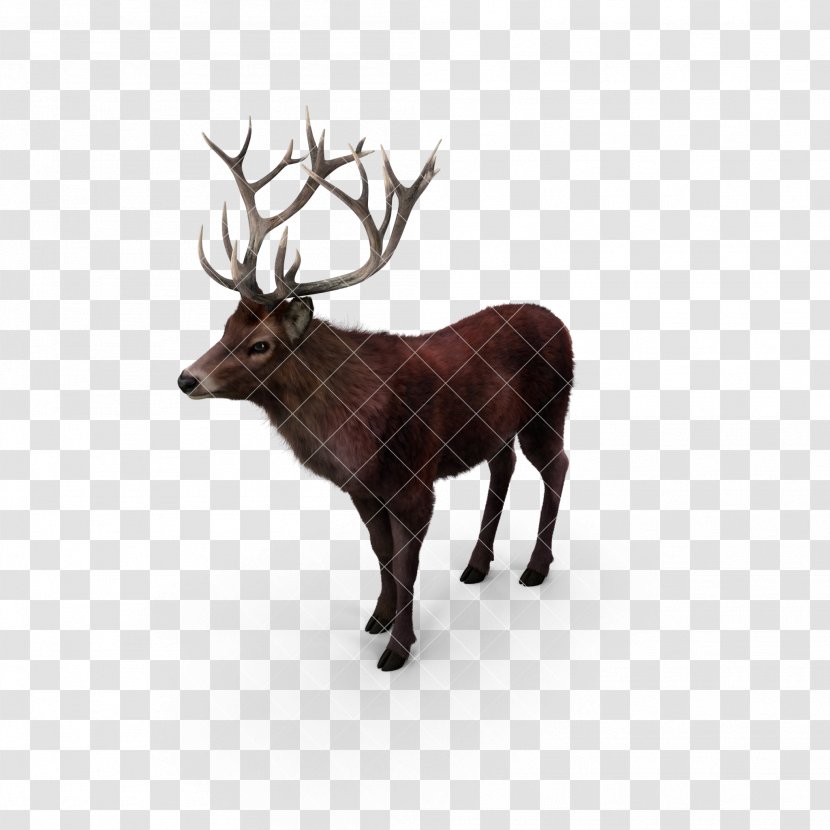 Reindeer Elk Red Deer Moose - Draco Melanopogon - Deer,deer,animal,Fawn Transparent PNG