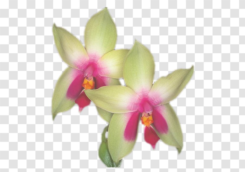 Animation Blog Spathoglottis Desktop Wallpaper Moth Orchids - Petal - Orchid Decoration Transparent PNG